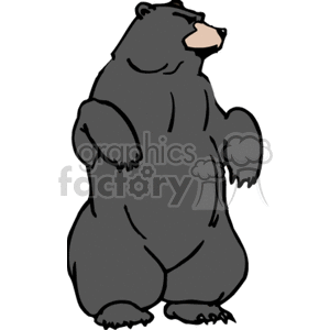 Black bear standing upright on hind legs