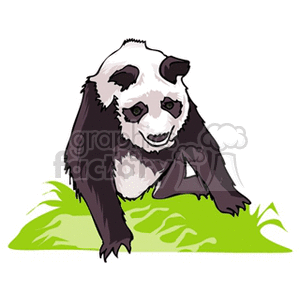 Panda crawling through grass