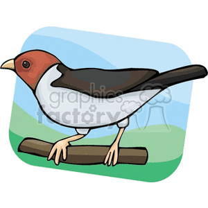 A clipart image of a bird with a red head, white body, and black wings and tail perched on a branch. The background includes a sky with light blue and green hues.