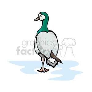 Clipart image of a standing duck with green head and white body, on a blue water puddle.