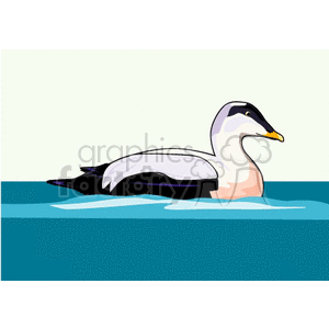 A clipart image of an eider duck swimming in water.