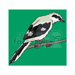 Clipart image of a bird with black and white plumage perched on a branch against a green background.