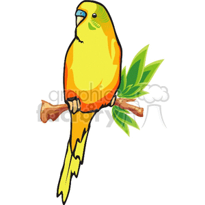 Yellow parakeet perched on branch