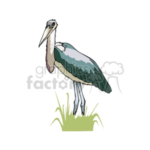 White and grey heron standing in marsh