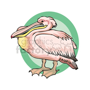 Illustration of a standing pelican with a large beak, set against a green circular background.