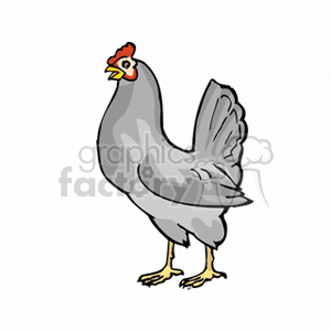 Clipart image of a standing grey chicken, with a red comb on its head and yellow feet.