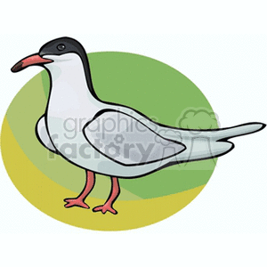 Clipart of a seagull with black head, white body, gray wings, and red legs standing on a green and yellow circle background.