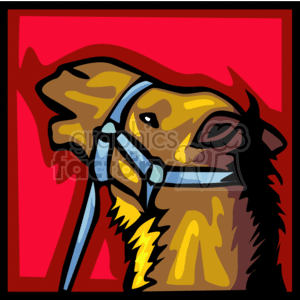 Camel head with a blue harness in a red background