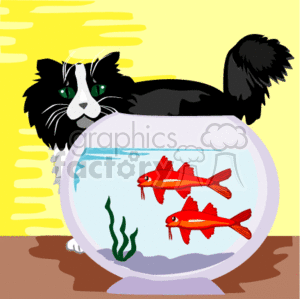 fluffy cat watching goldfish in a fish bowl