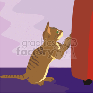 Brown kitten playing with red drapes