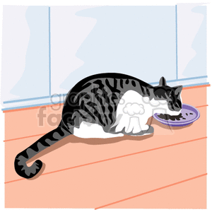 This is an image of a domestic tabby cat with a black and white coat, eating or drinking from a purple bowl. The cat is indoors, and beside it is a large window with visible blinds. The cat is positioned on a wooden floor with orange/brown hues.