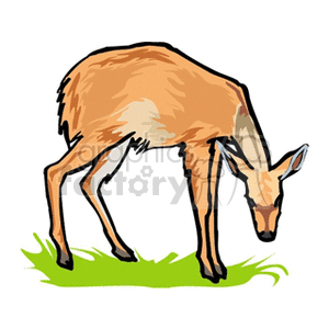 This clipart image depicts a young deer, possibly a fawn, grazing on some grass. It features the deer in a side profile with its head lowered towards the ground, indicating it is eating or sniffing at the grass. The deer's coat is represented with shades of brown and white, suggesting it could be in its winter coat.