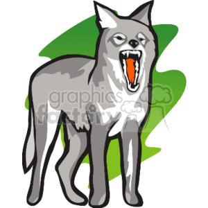 Grey wolf with its mouth wide open