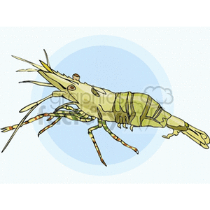 Illustration of a Shrimp – Marine Life Theme