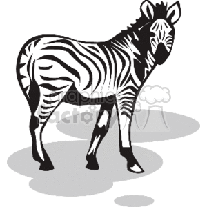 2_zebra