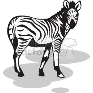 Zebra facing to the right