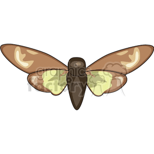 Moth Image with Brown and Light Yellow-Green Wings
