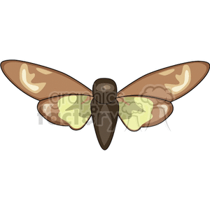   large moth 