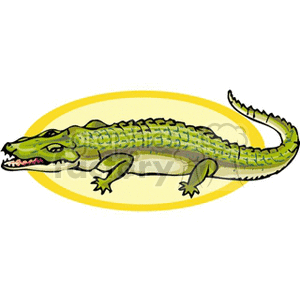 alligator4