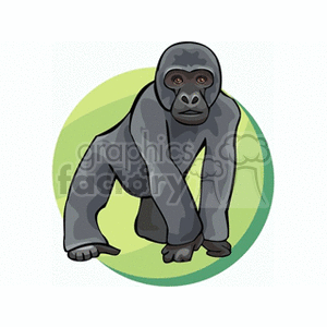 Clipart image of a gorilla on a green background. The gorilla is shown in a walking pose with a serious expression on its face.