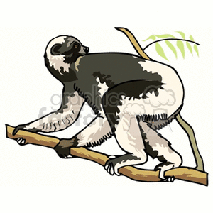 A clipart image of a black and white lemur climbing on a branch with some green leaves.