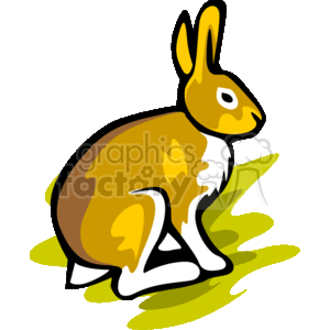 Sitting tan bunny rabbit