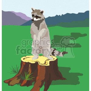 Raccoon on a tree stump