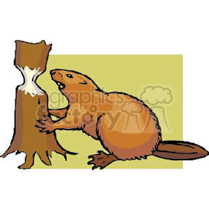 Clipart image of a beaver gnawing on a tree trunk.