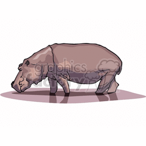 A clipart illustration of a hippopotamus standing and eating.