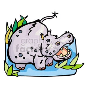 Hippopotamus