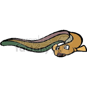 Brown eel