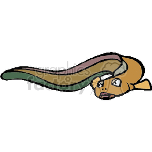 brown eel