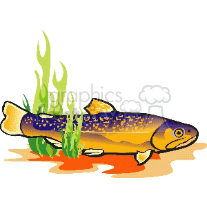 Golden seatrout