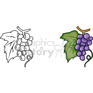 Illustration featuring two grapevine images: one in black and white and the other in color, with purple grapes and a green leaf.