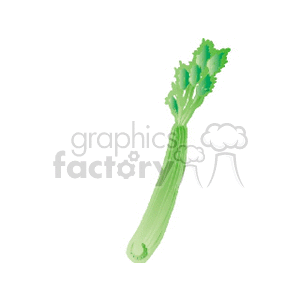 Celery Illustration - Fresh Green Vegetable