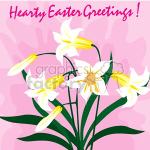 Easter Card with White daffodils