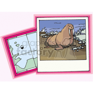 The clipart image features two framed pictures overlapping each other against a pink background. The left frame contains a partial illustration of a map focusing on a coastal area, indicating water bodies and land. The right frame shows a cartoon of a walrus seated on a rocky beach with a few small rocks and what appears to be water and icebergs in the background.