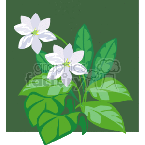 White Flowers and Green Leaves - Floral Plant