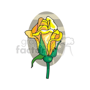 Yellow Rose