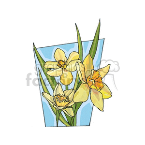 Yellow Daffodil Flowers