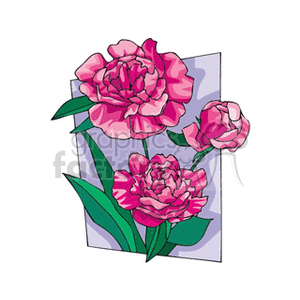 Pink Peony Flowers