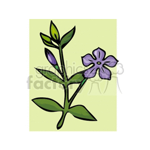 Illustration of a purple flower with green leaves on a light green background.