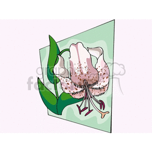 Illustration of a lily flower with green leaves and pink petals on a light green background.