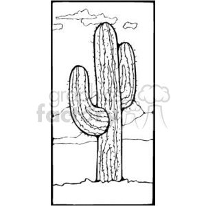 black and white cactus