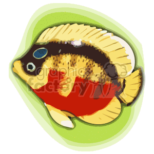 red black and gold tropical fish