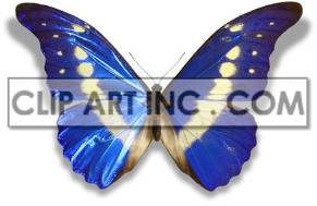 In this phot, a beautiful butterfly can be seen with its wings stretched out. The butterfly has a vibrant blue and yellow colouration, with the majority of its wings being coloured blue 