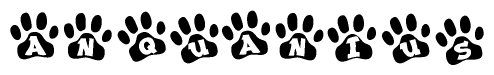 Animal Paw Prints Spelling Anquanius