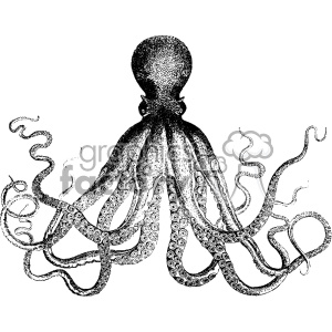 Vintage Octopus