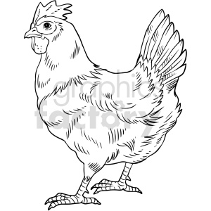 A detailed line drawing of a chicken.