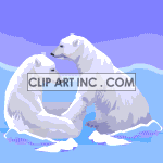 animated polar bears playing